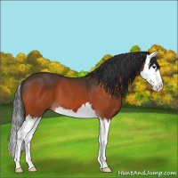 Horse Color:Bay Splash