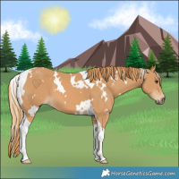 Horse Color:White Spotted Chestnut Tobiano 