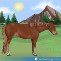 Horse Color:Chestnut 
