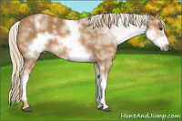 Horse Color:White Spotted Chestnut Frame