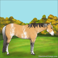 Horse Color:White Spotted Buckskin 
