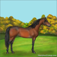 Horse Color:Bay Rabicano 