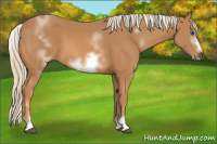 Horse Color:White Spotted Chestnut Frame 