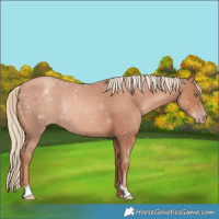 Horse Color:Gold Champagne Rabicano 