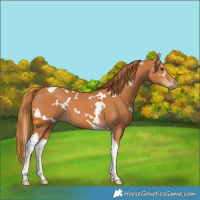 Horse Color:White Spotted Chestnut Tobiano 