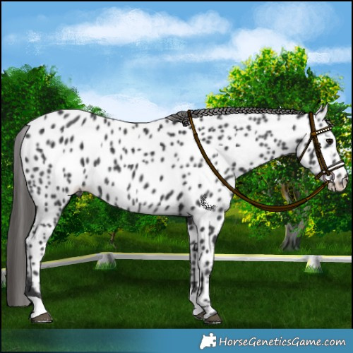 Horse Color:Black Appaloosa Rabicano 