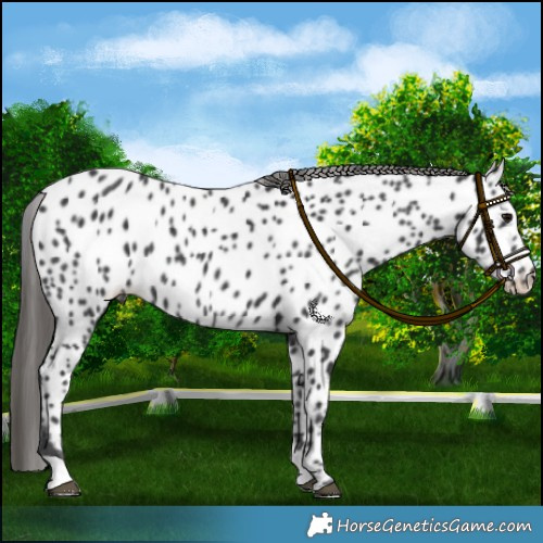 Horse Color:Black Appaloosa Rabicano 
