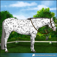 Horse Color:Black Near Leopard Rabicano 