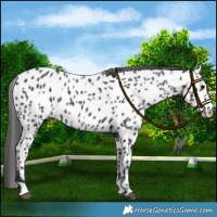Horse Color:Black Appaloosa Rabicano