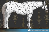 Horse Color:Black Appaloosa