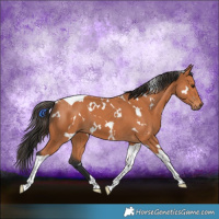 Horse Color:White Spotted Bay Tobiano