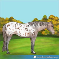 Horse Color:Bay Appaloosa 