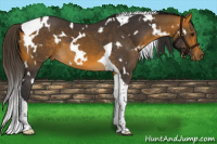 Horse Color:White Spotted Buckskin Tobiano 