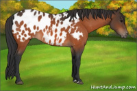 Horse Color:Bay Appaloosa