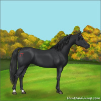Horse Color:Black 