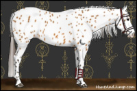 Horse Color:Buckskin Appaloosa