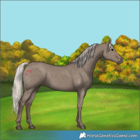 Horse Color:Silver Grullo 