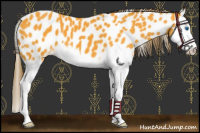 Horse Color:Buckskin Splash Leopard 