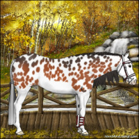 Horse Color:Bay Splash Appaloosa