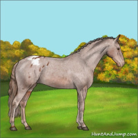 Horse Color:Chestnut Appaloosa