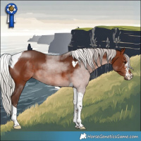 Horse Color:Silver Brown Sabino Tobiano 
