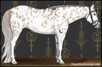 Horse Color:Silver Brown Dun Splash Near Leopard Rabicano 