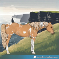 Horse Color:White Spotted Chestnut Tobiano