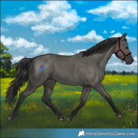 Horse Color:Grullo 