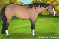 Horse Color:Bay Dun Splash 