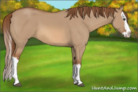 Horse Color:Red Dun Splash 