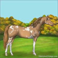 Horse Color:White Spotted Chestnut Tobiano 