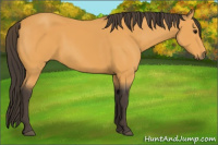 Horse Color:Buckskin 