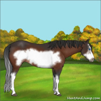 Horse Color:Brown Splash Frame 