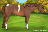 Horse Color:Chestnut Tobiano 