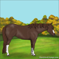 Horse Color:Liver Chestnut 