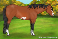 Horse Color:Bay Splash Frame 