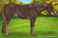 Horse Color:Liver Chestnut 