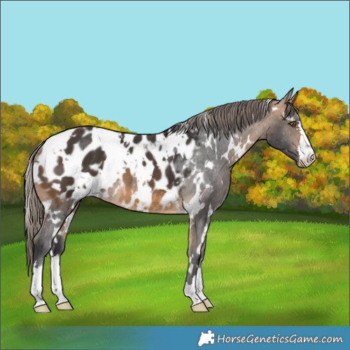Horse Color:White Spotted Buckskin Appaloosa 