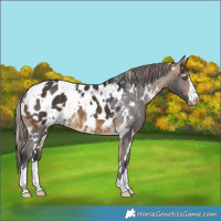 Horse Color:White Spotted Buckskin Appaloosa 