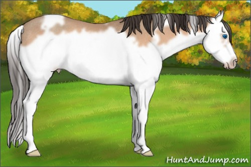 Horse Color:White Spotted Amber Champagne Splash Frame Rabicano 