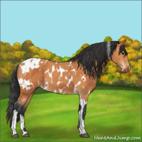 Horse Color:Bay Appaloosa  and White Spotted Bay Tobiano Rabicano 