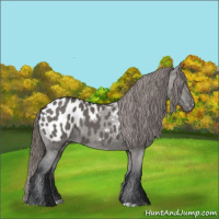 Horse Color:Grullo Appaloosa 