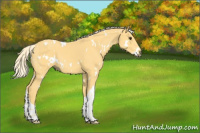 Horse Color:White Spotted Palomino Tobiano 