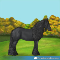 Horse Color:Black 