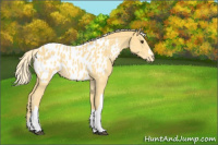 Horse Color:Palomino Appaloosa 
