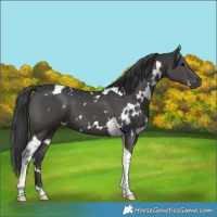 Horse Color:White Spotted Black Tobiano 