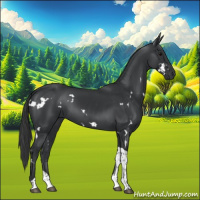 Horse Color:White Spotted Black Tobiano 