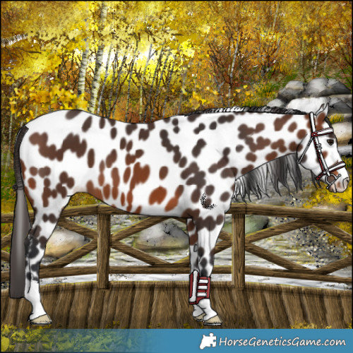 Horse Color:Brown Appaloosa 