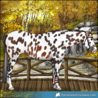 Horse Color:Brown Appaloosa 