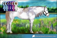 Horse Color:White Spotted Liver Red Dun Sabino Splash Rabicano 